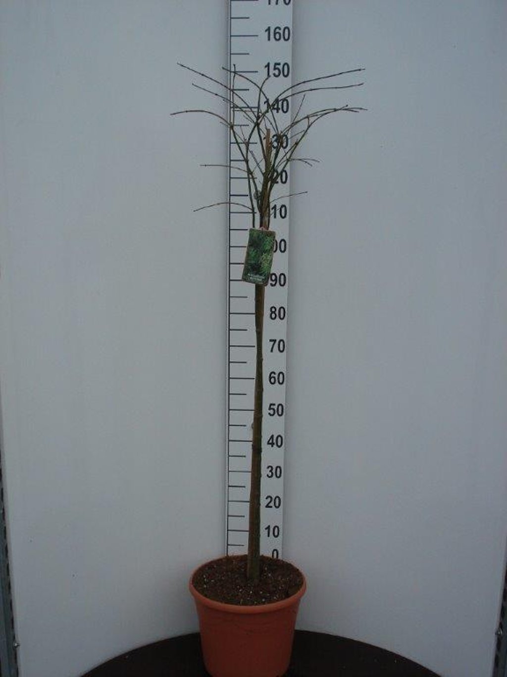 Acer pal. 'Dissectum Flavescens' - 90 CM Stem C20